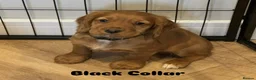 Cocker Spaniel dogs for sale: Stunning Cocker Spaniel Puppies - Advert 10