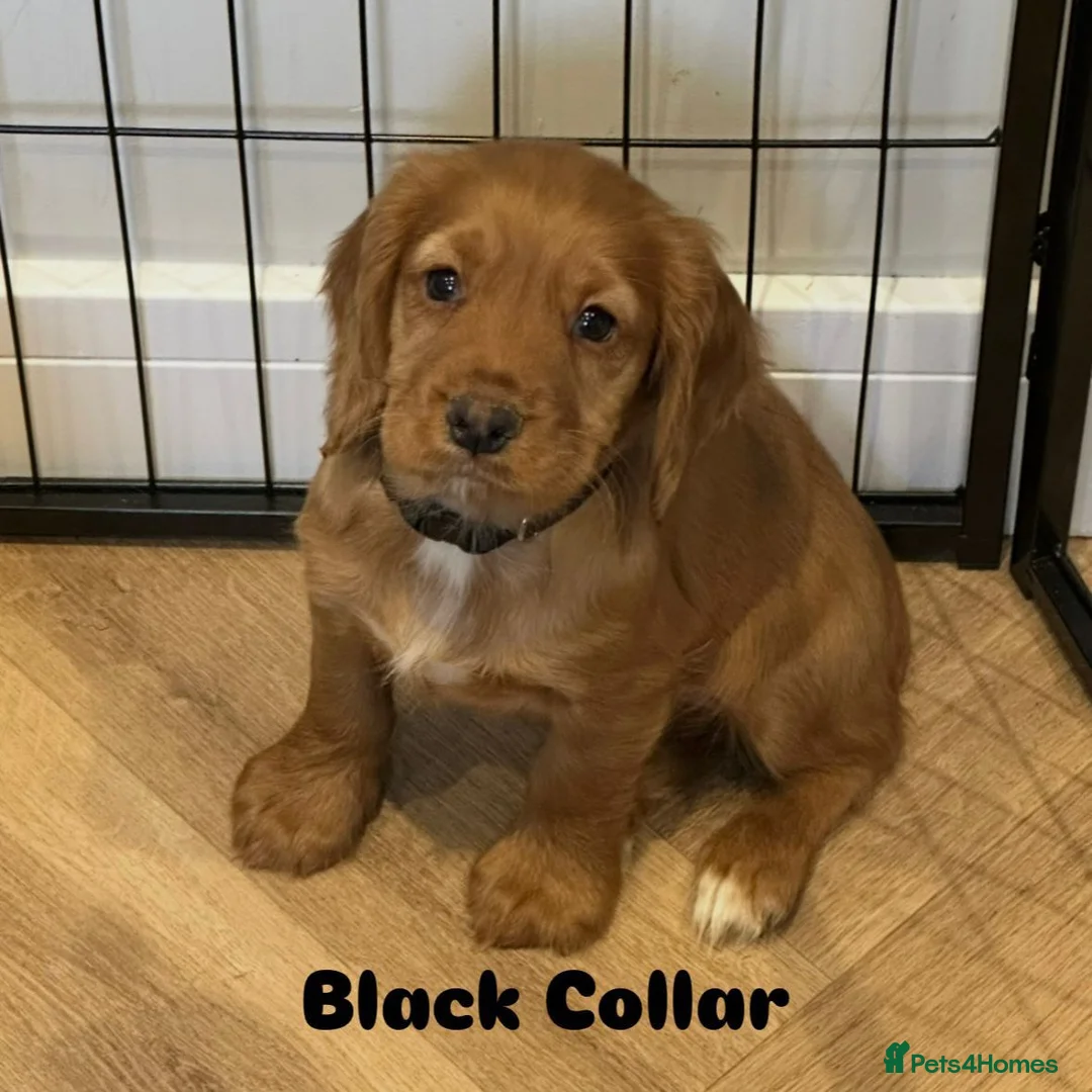 Cocker Spaniel dogs for sale: Stunning Cocker Spaniel Puppies - Advert 10