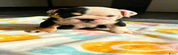 English Bulldog dogs for sale: 4 stunning tri merle english bulldogs - Advert 8