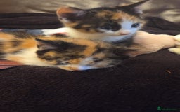 Mixed Breed cats for sale: Kittens  - Advert 2