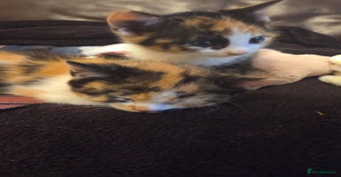 Mixed Breed cats Kittens  - Advert 5