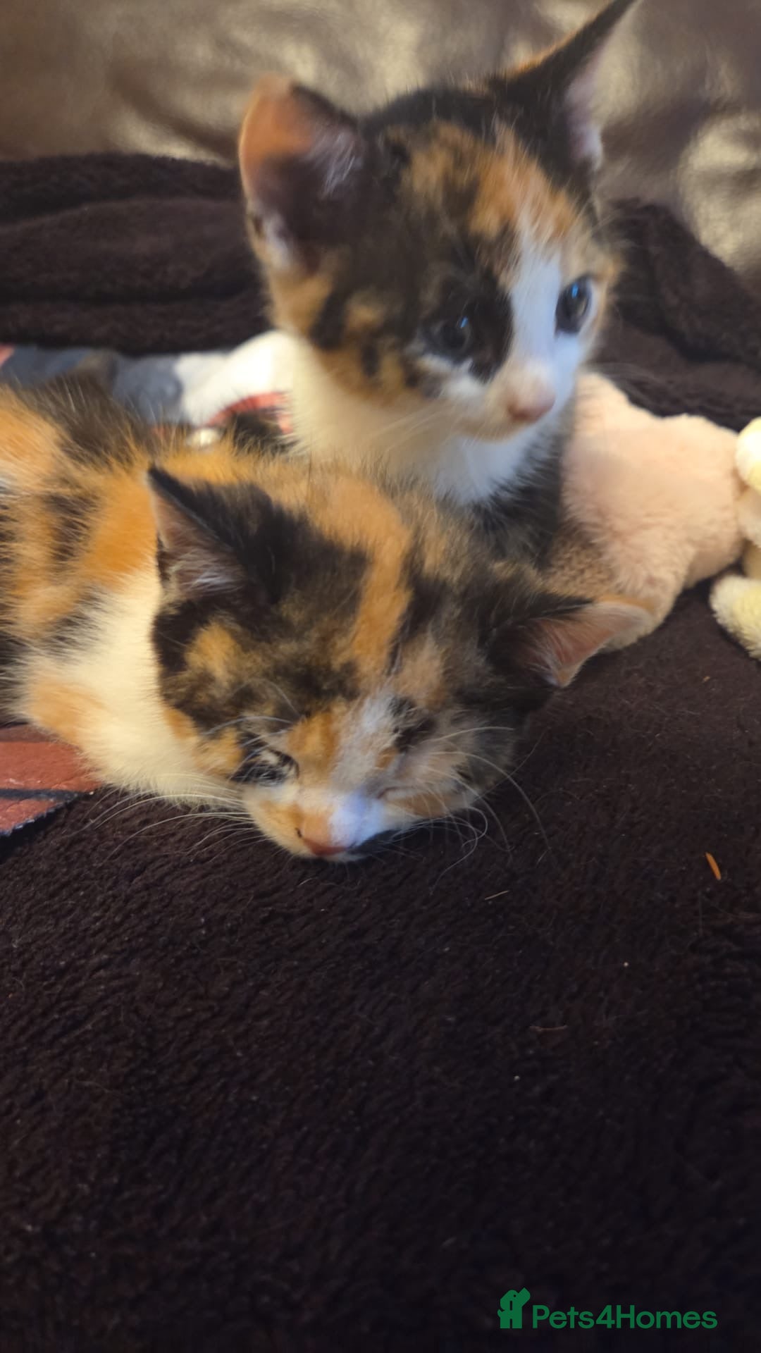 Mixed Breed cats for sale: Kittens  - Advert 2