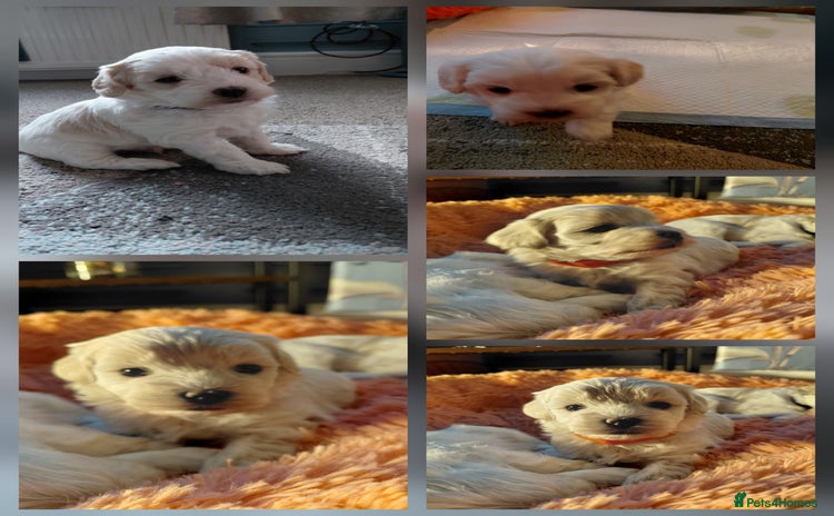 Maltipoo dogs F1 tiny adorable maltipoo  - Advert 4