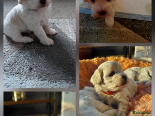 Maltipoo dogs F1 tiny adorable maltipoo - Advert 2