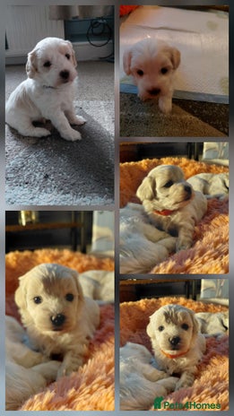 Maltipoo dogs F1 tiny adorable maltipoo - Advert 4