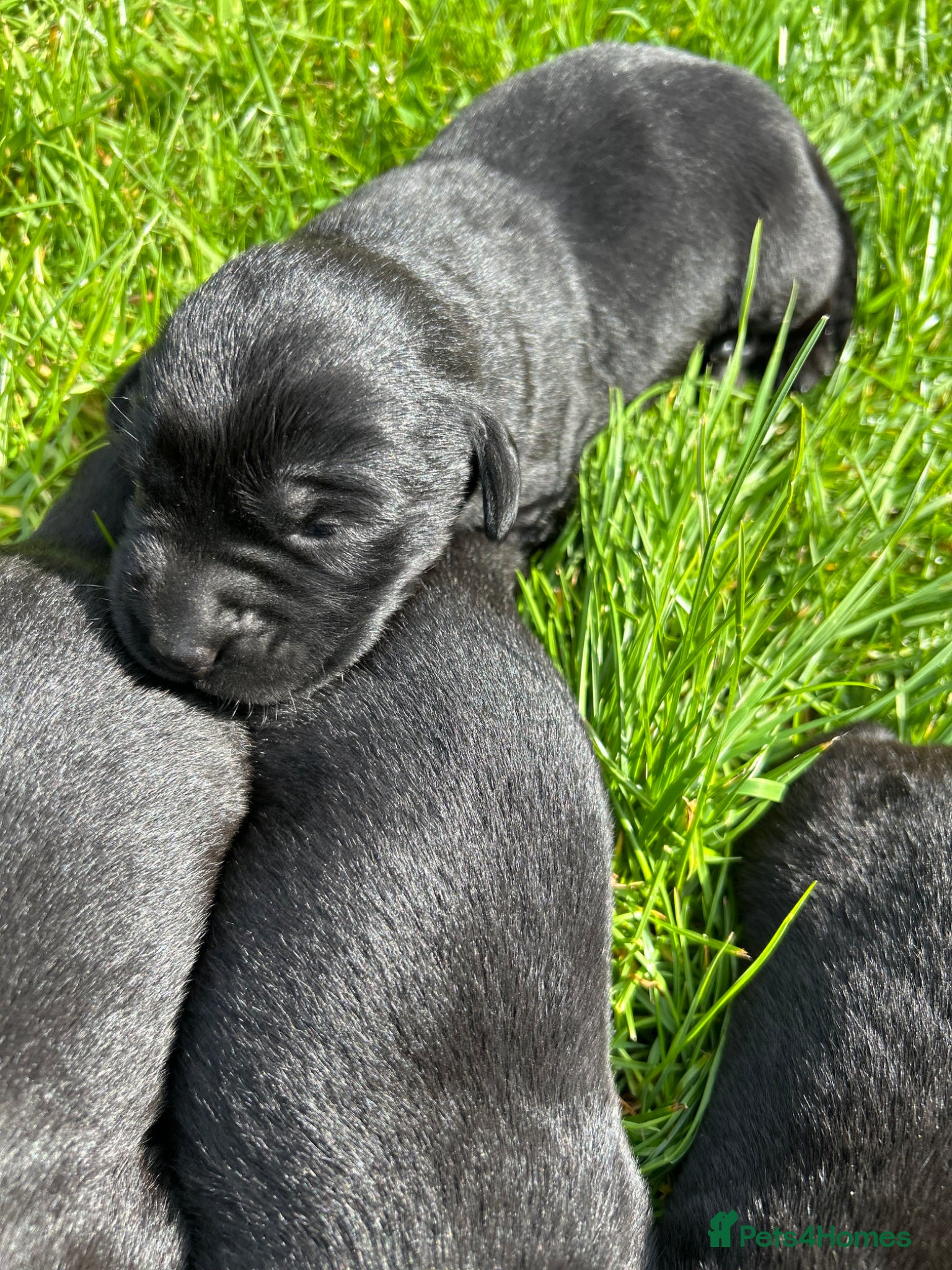 Labrador Retriever dogs KC registered Black Labrador Pups  - Advert 16
