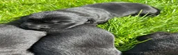 Labrador Retriever dogs for sale: KC registered Black Labrador Pups  - Advert 27