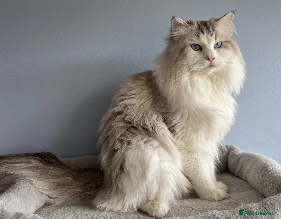 Ragdoll cats for sale: Proven Stud Stunning Ragdoll   RESERVED  - Advert 2