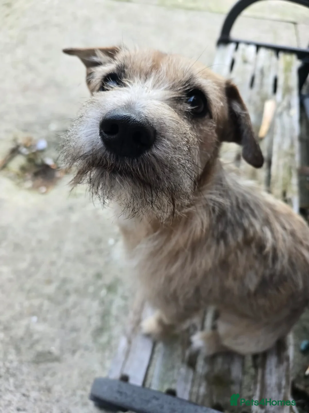 Mixed Breed dogs for sale: Lovely happy dog in Sheffield - Advert 3
