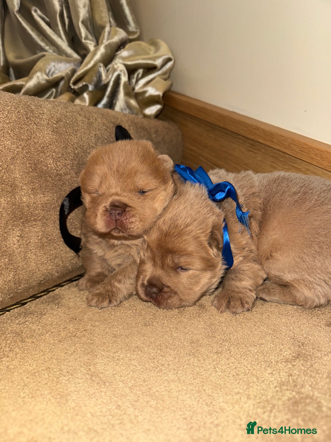 Chow Chow dogs for sale: Stunning kc reg puppies  - Advert 16