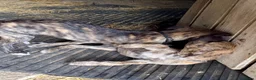Lurcher dogs for sale: Stunning Brindle Lurcher Puppies  - Advert 7