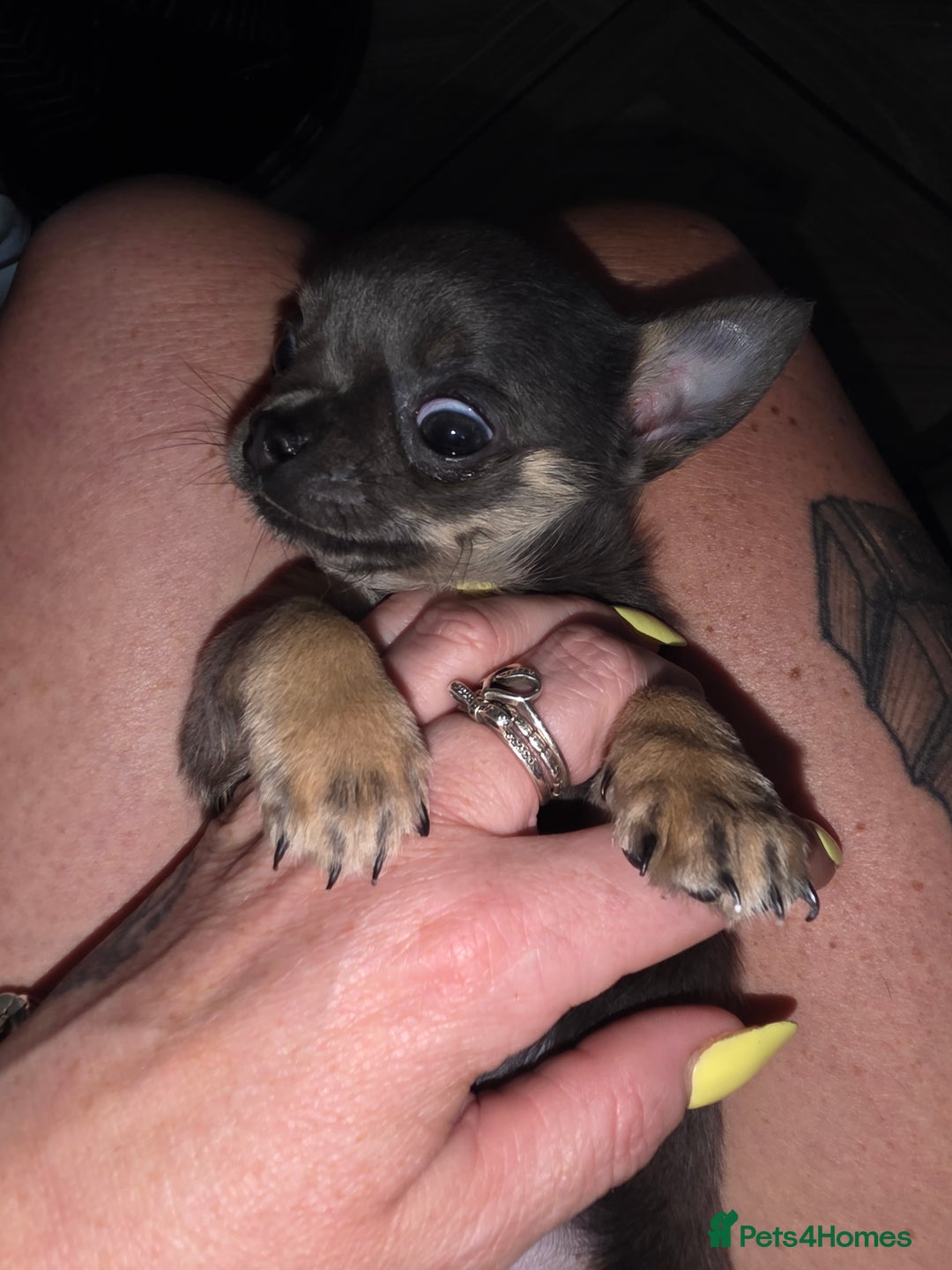 Chihuahua dogs for sale: Chihuahua blue boy - Image 5