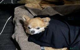 Maltese dogs for sale: KC Reg Korean Maltese girls - Image 27