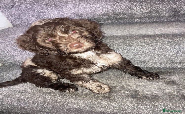 Cockapoo dogs Merle Cockapoos - Advert 10