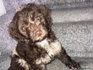 Cockapoo dogs Merle Cockapoos - Advert 5