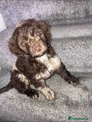 Cockapoo dogs Merle Cockapoos - Advert 10