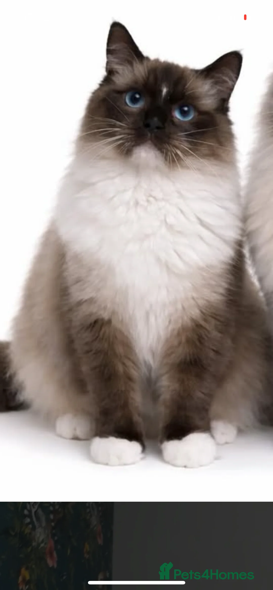 Ragdoll cats for stud: Seal mitted Ragdoll stud  - Advert 4