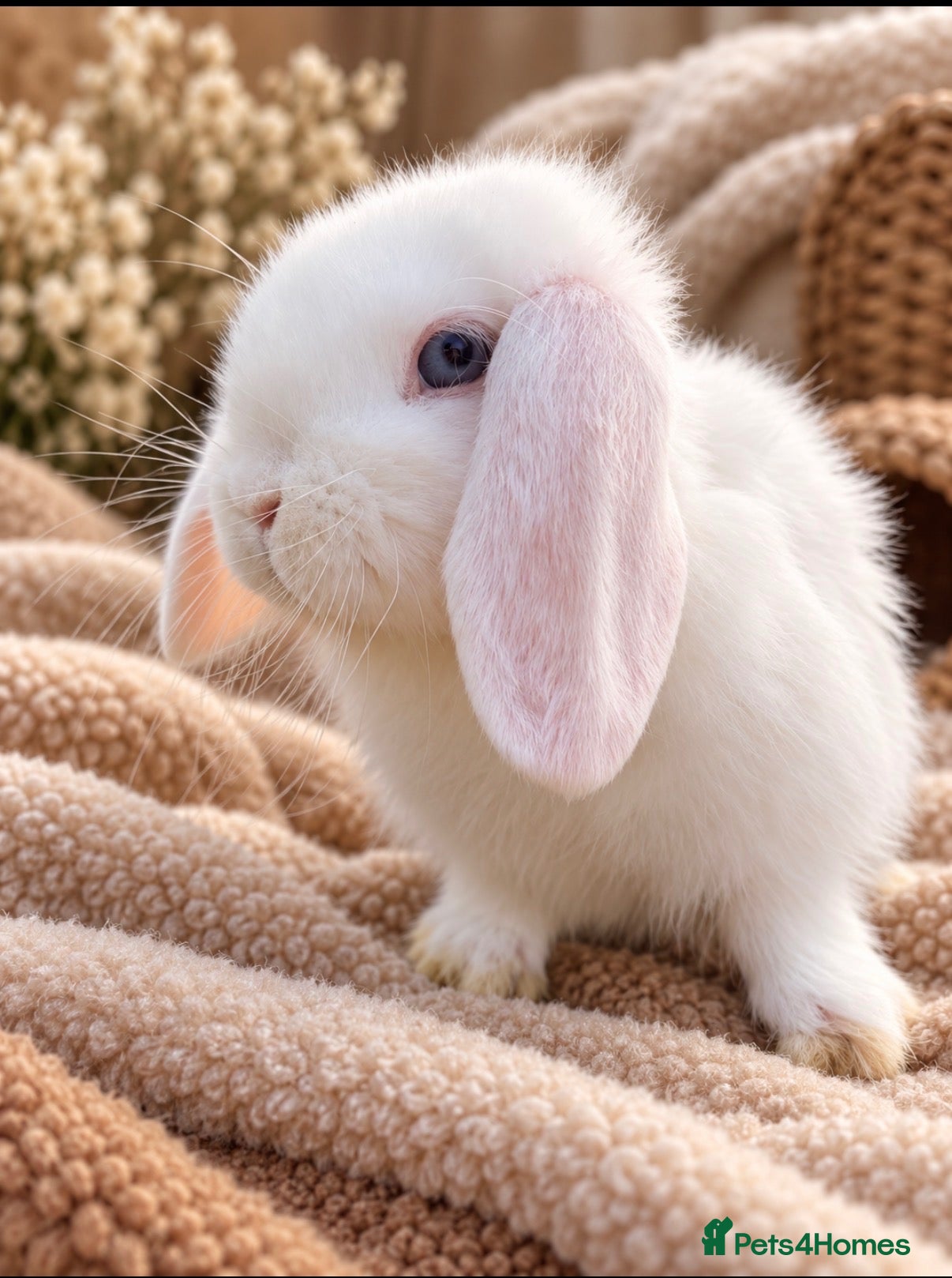 Mini Lop rabbits for sale: Beautiful mini lop babies - Advert 2