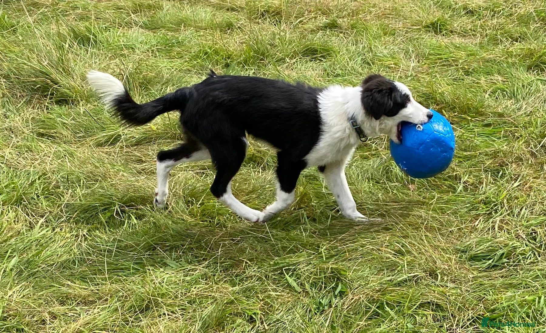 Border Collie dogs Classic Long Coated B&W Border Collie Boy Pup - Advert 2