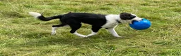 Border Collie dogs for sale: Classic Long Coated B&W Border Collie Boy Pup - Advert 6