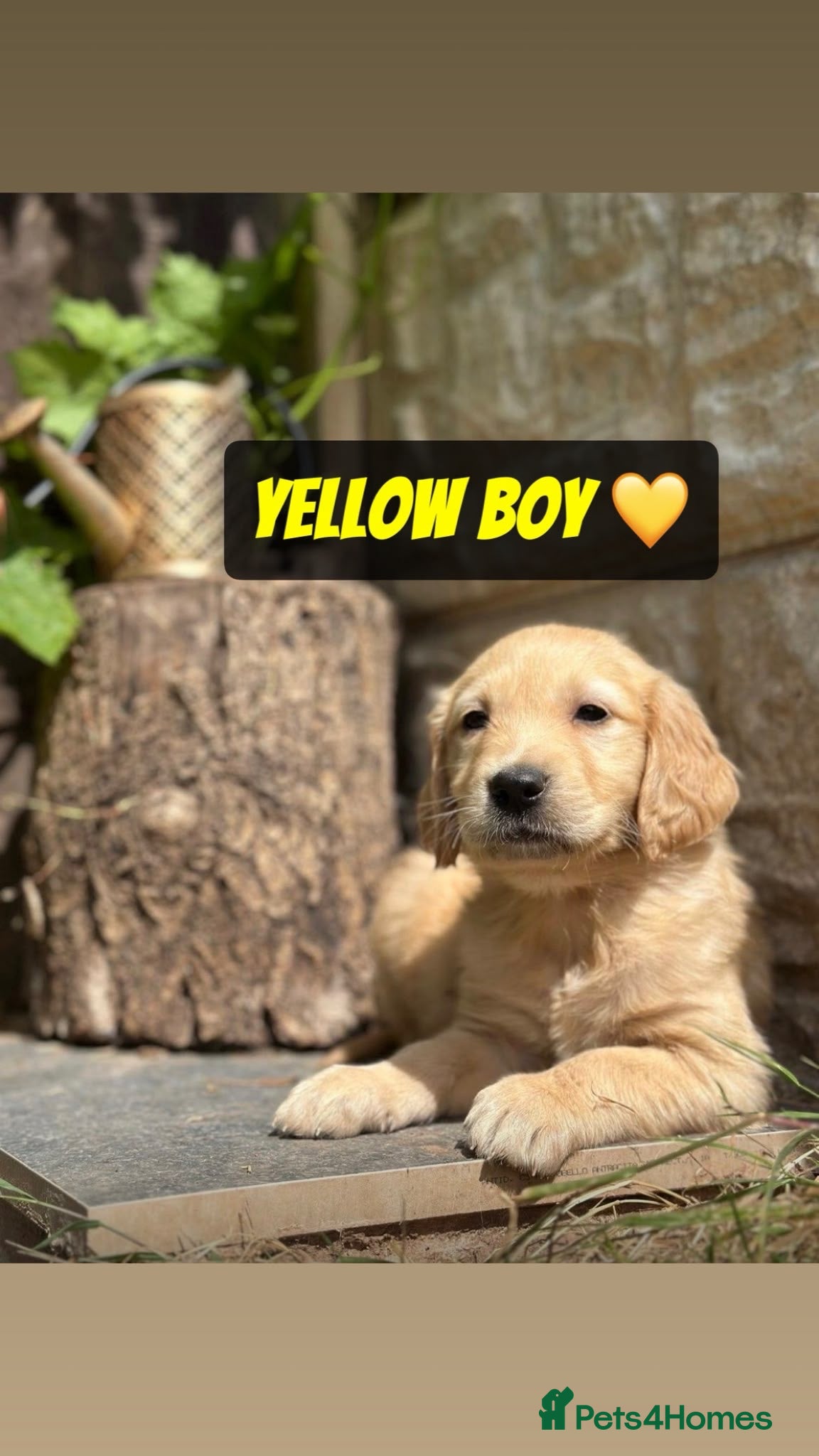 Golden Retriever dogs *READY NOW* PEDIGREE GOLDEN RETRIEVER PUPPIES - Advert 15