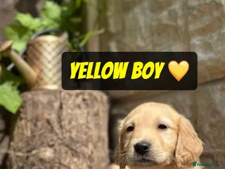 Golden Retriever dogs READY NOW 🏠 PEDIGREE GOLDEN RETRIEVER PUPPIESُ - Advert 6