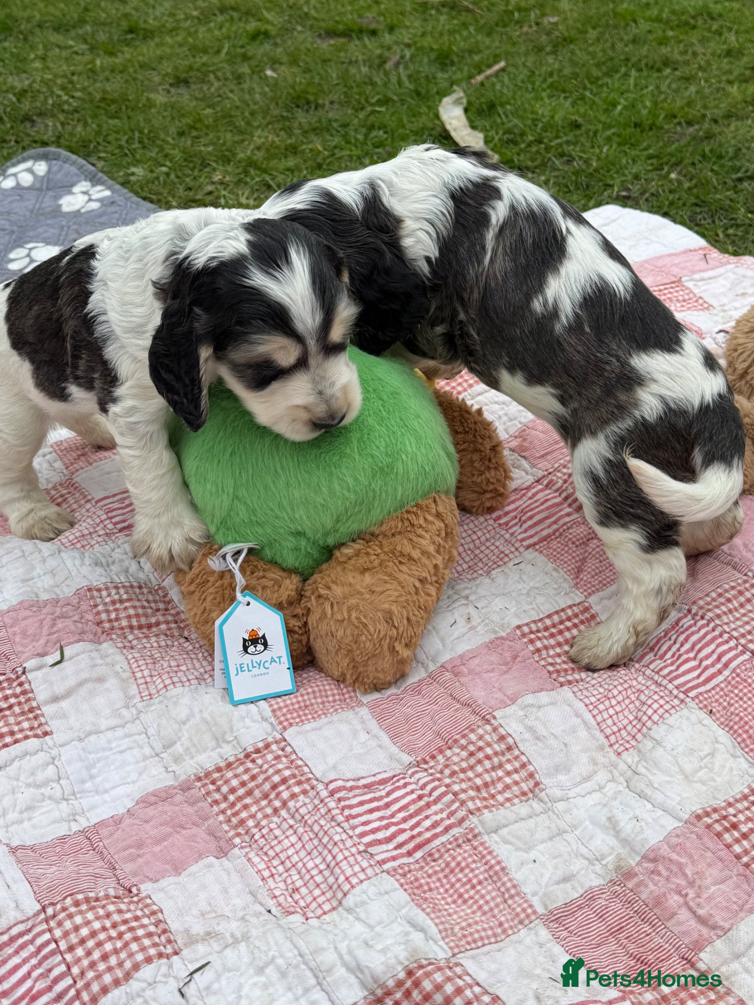 Cocker Spaniel dogs Stunning KC Registered Show Cocker Spaniels  - Advert 1