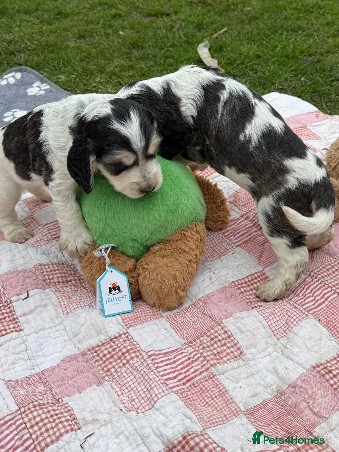 Cocker Spaniel dogs for sale: Stunning KC Registered Show Cocker Spaniels  - Advert 1