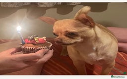 Chihuahua dogs for sale: 1year old loving  puppy who’s needs re homing  - Image 1