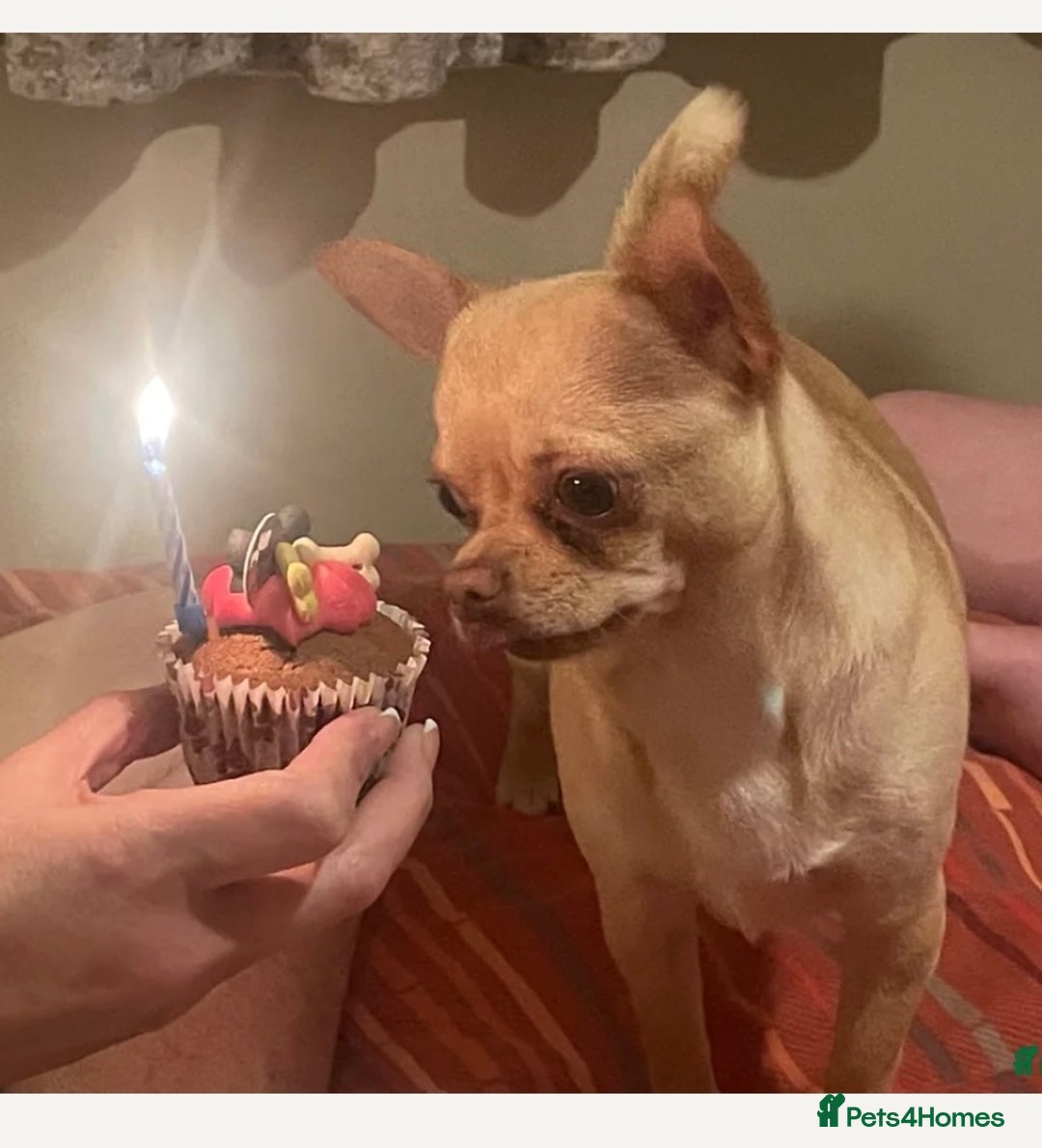Chihuahua dogs for sale: 1year old loving  puppy who’s needs re homing  - Image 1