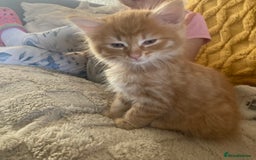 Mixed Breed cats for sale: Wonderful ginger Girl  - Image 1