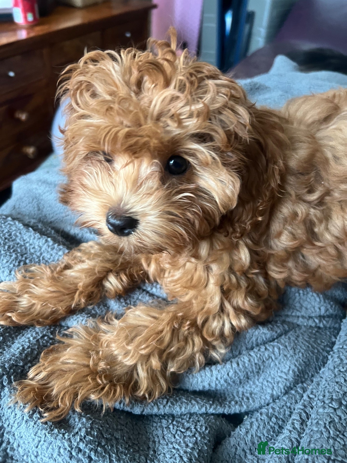 Cavapoo dogs Toy red teddy bear F1B Cavapoos by Asian toy dad - Advert 2