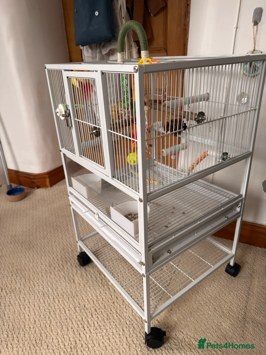 Conures birds for sale: Very Rare Lutino h/r Green Cheek Conure - Advert 5