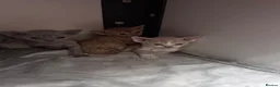 Devon Rex cats for sale: Fantastic pedigree Devon Rex kittens  - Advert 8