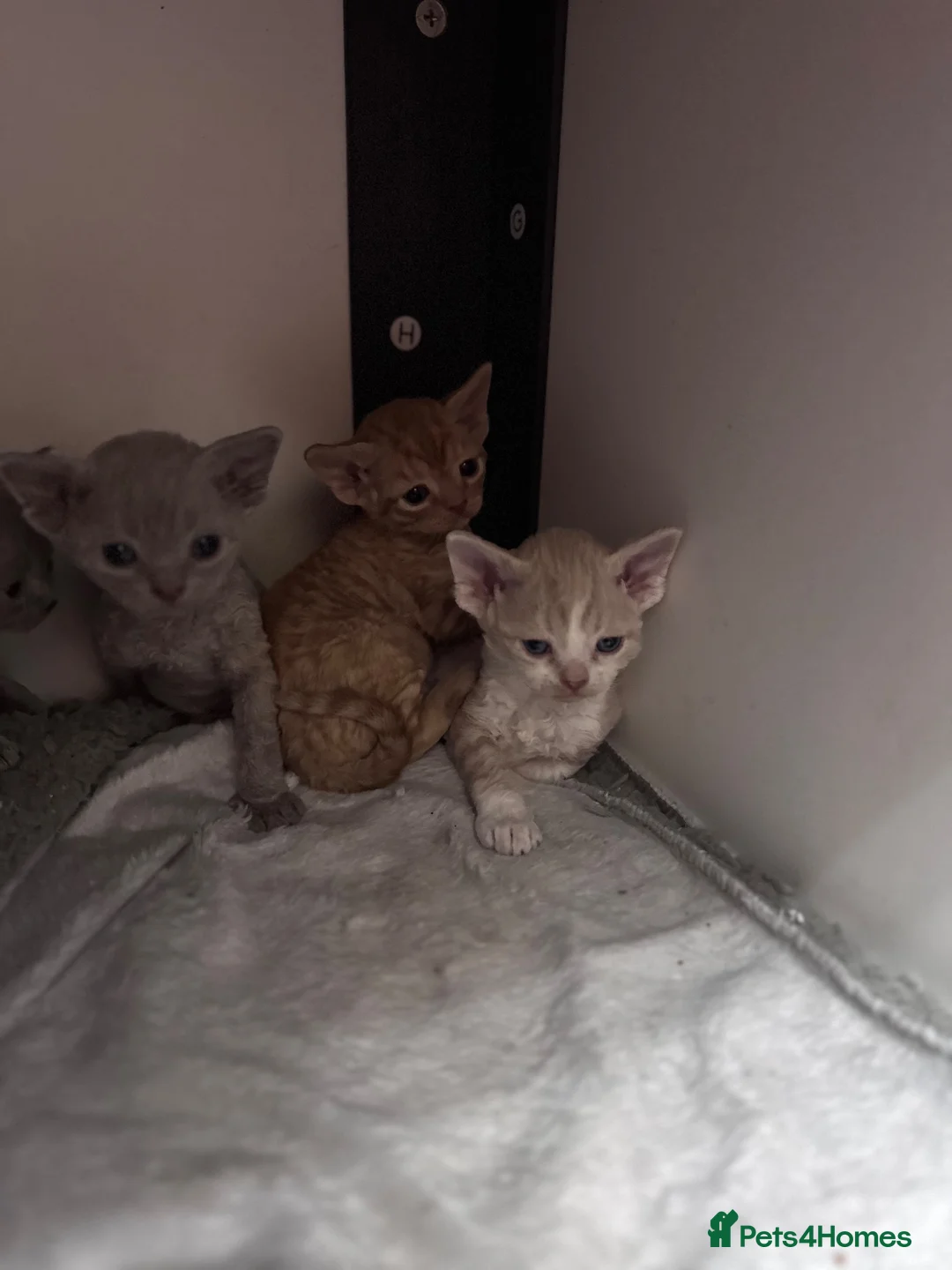 Devon Rex cats for sale: Fantastic pedigree Devon Rex kittens  - Advert 8