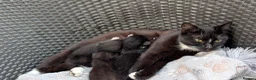 British Shorthair cats for sale: Three Adorable Kittens - Advert 5