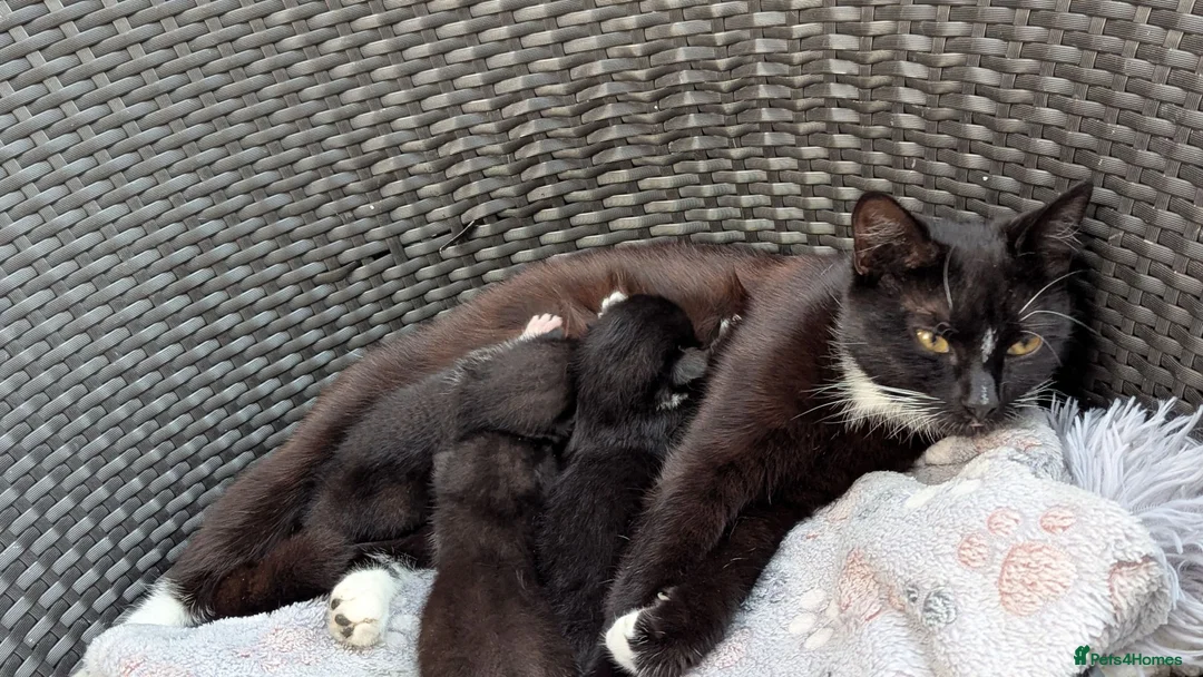 British Shorthair cats for sale: Three Adorable Kittens - Advert 5