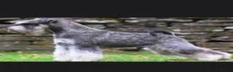Miniature Schnauzer dogs for sale: KC MINIATURE SCHNAUZER PUPPIES  - Advert 9
