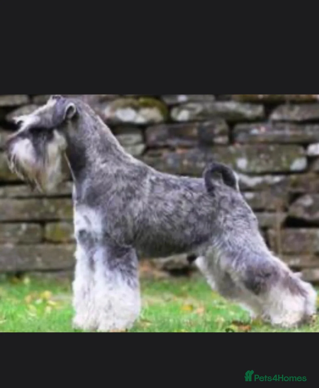 Miniature Schnauzer dogs for sale: KC MINIATURE SCHNAUZER PUPPIES  - Advert 9