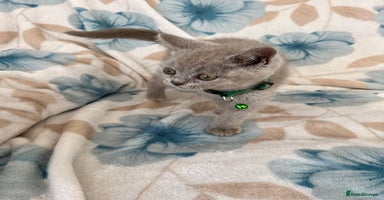 British Shorthair cats - Advert 12