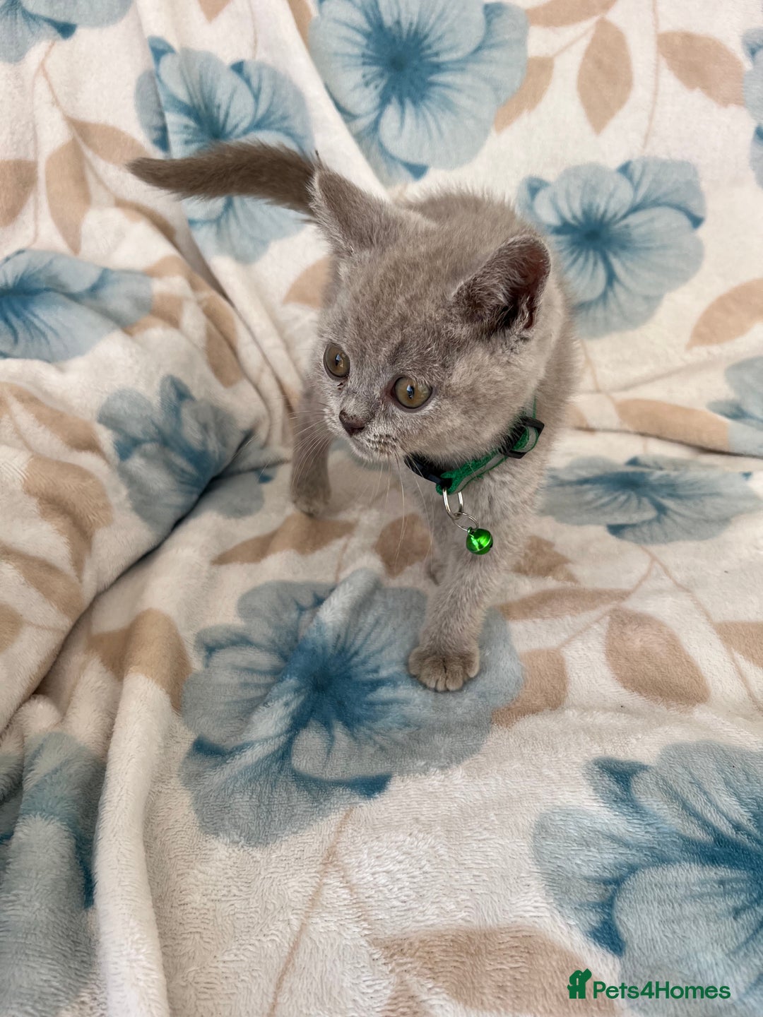 British Shorthair cats for sale: **REDUCED!!** PURE BREED BRITISH SHORTHAIR KITTENS - Image 3