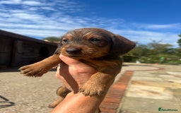 Dachshund dogs for sale: Standard Wire hair Pups available!! - Image 24