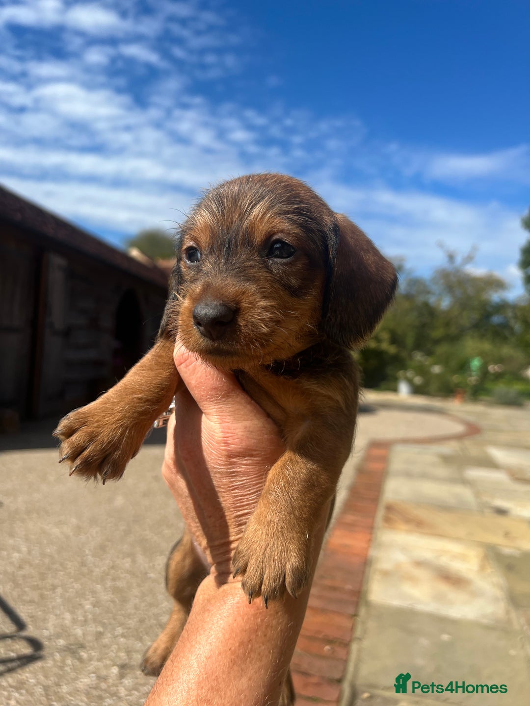 Dachshund dogs for sale: Standard Wire hair Pups available!! - Image 24