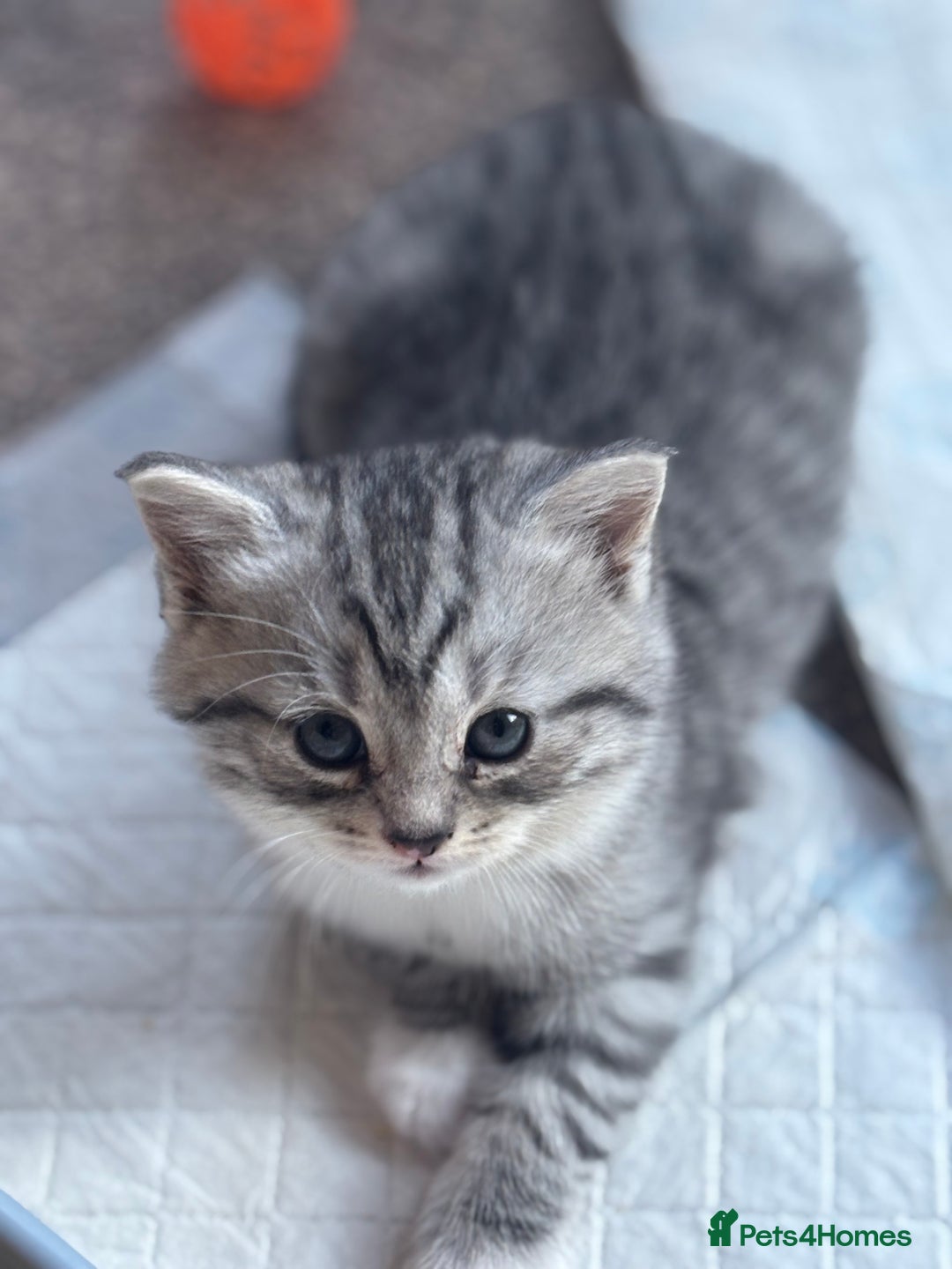 Mixed Breed cats for sale: Beautiful Scottish fold x tabby  - Advert 12