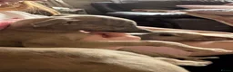 Whippet dogs for sale: KC reg Whippet pups fully inoculated ready now! - Advert 9