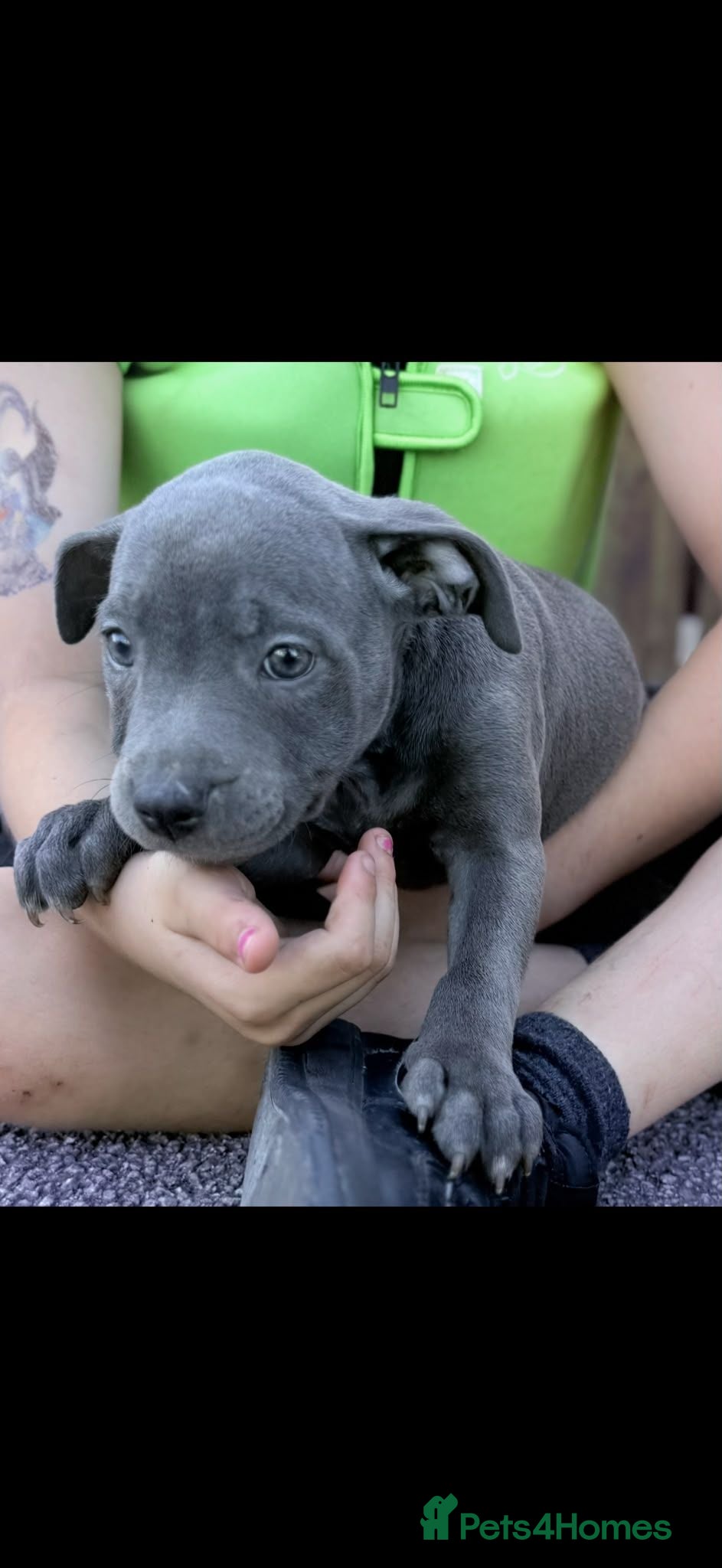 Staffordshire Bull Terrier dogs Staffordshire bull  - Advert 10