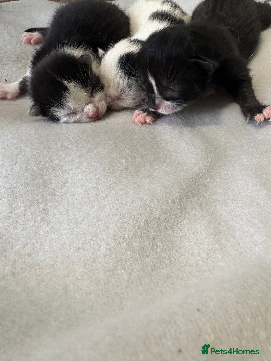 British Shorthair cats for sale: Three kittens ready 15th September  - Image 1