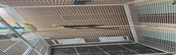 Cockatiels birds for sale: Pair of cockatiels with large flight cage  - Advert 4