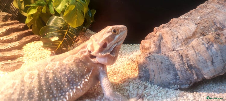 Bearded Dragon reptiles - Advert 12