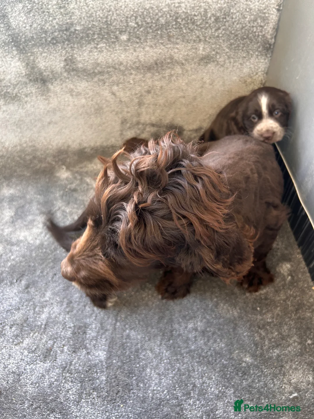 Cocker Spaniel dogs for sale: Show type cocker spaniel puppies  - Advert 29